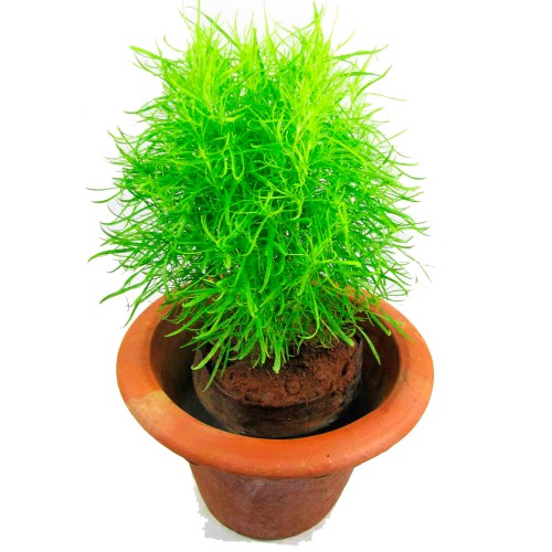 Кохия веничная фото