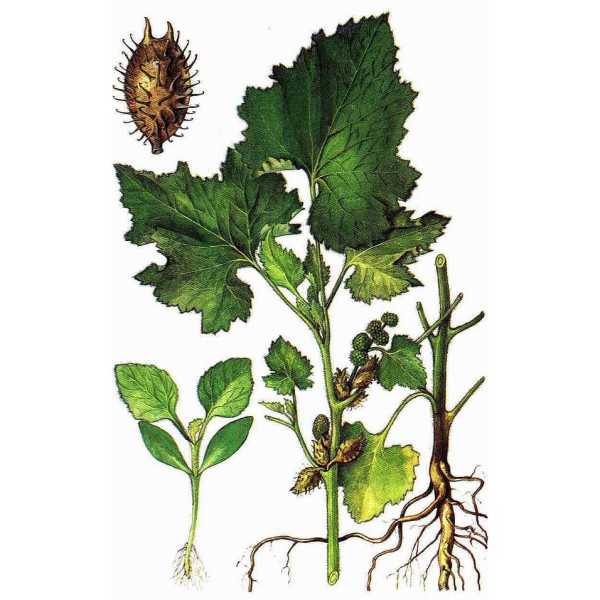 Дурнишник обыкновенный