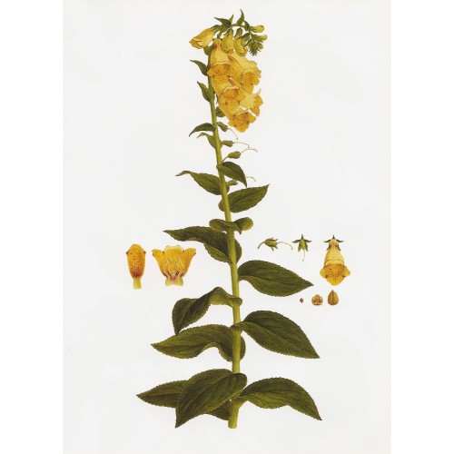 Наперстянка крупноцветковая фото