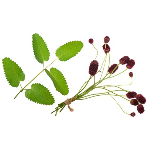 Кровохлебка лекарственная фото