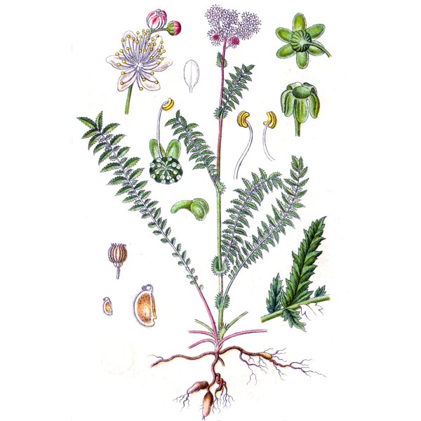 Лабазник обыкновенный