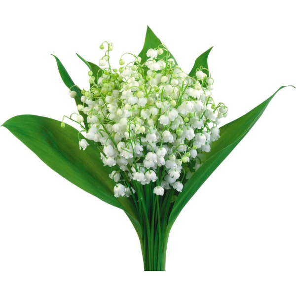 Ландыш майский