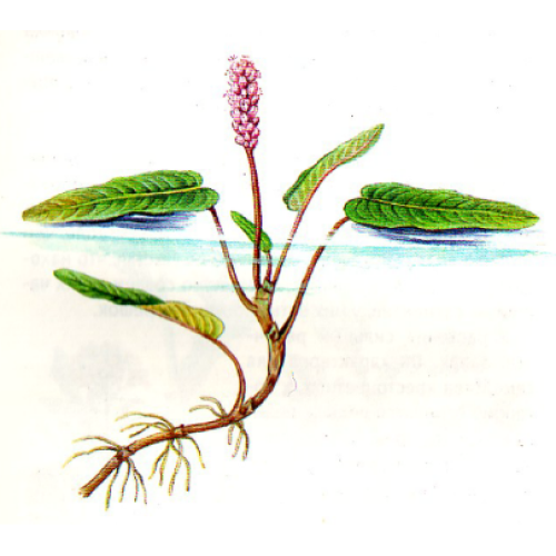 Горец земноводный фото