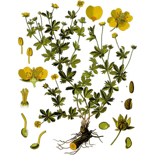 Лапчатка прямостоячая фото