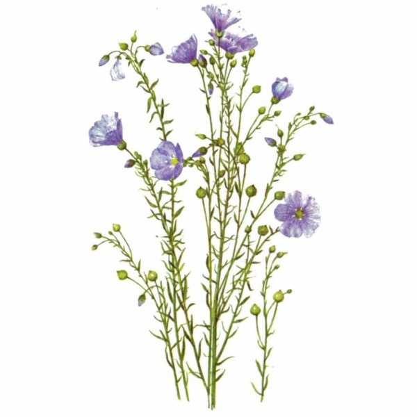 Лён посевной