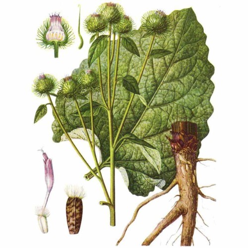 Лопух войлочный фото