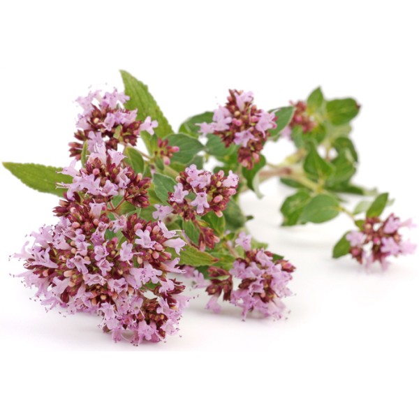 Душица обыкновенная