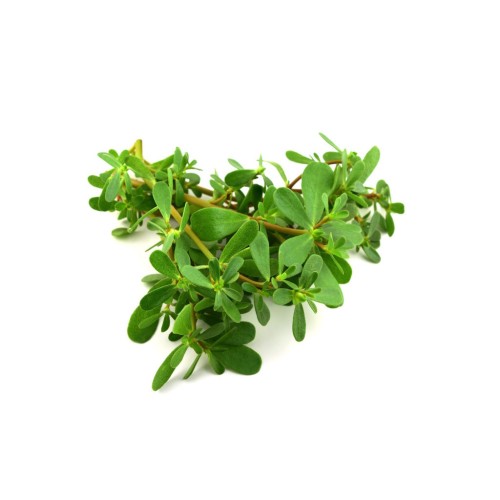 Портулак огородный фото