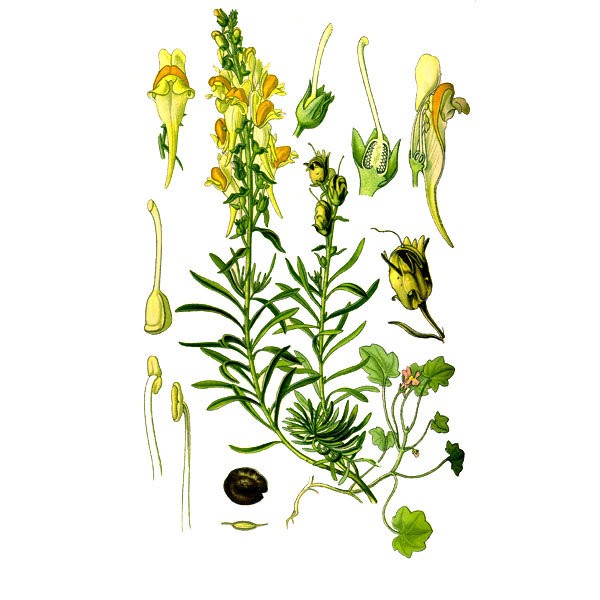 Льнянка обыкновенная