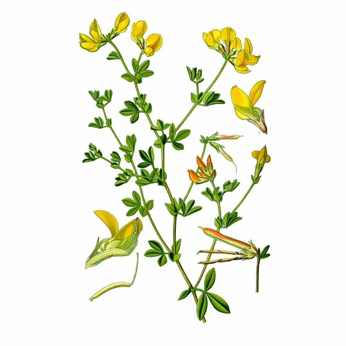 Лядвенец рогатый фото