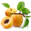 Абрикос обыкновенный фото