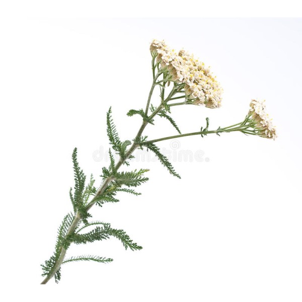 Тысячелистник обыкновенный