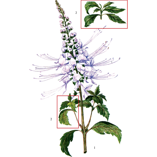 Почечный чай фото