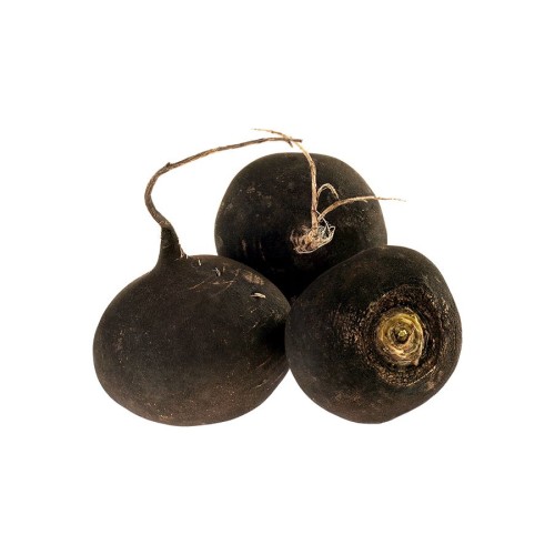 Редька черная фото