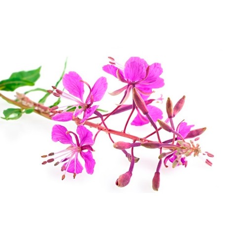 Иван-чай узколистный фото