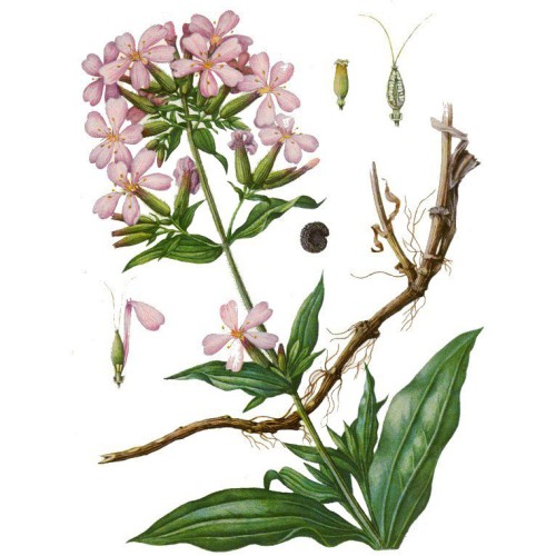 Мыльнянка лекарственная фото