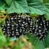 Смородина черная фото