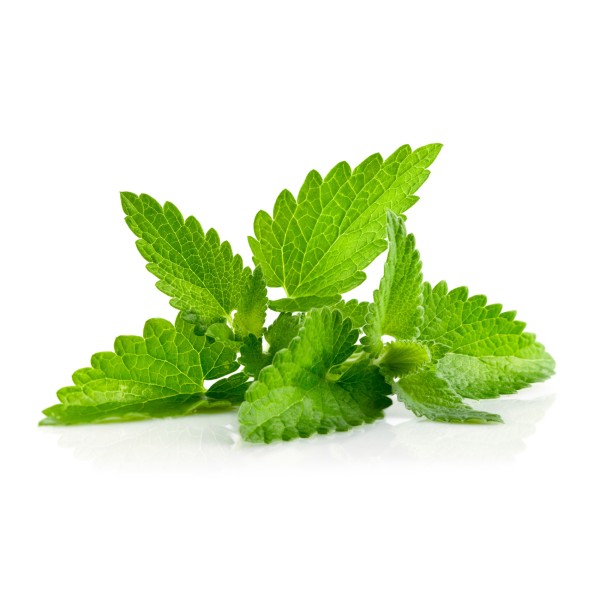 Мята перечная