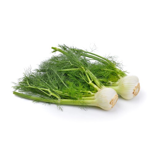 Фенхель обыкновенный фото