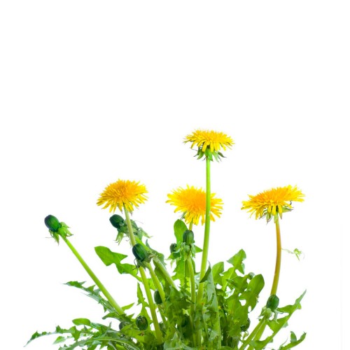 Одуванчик лекарственный фото