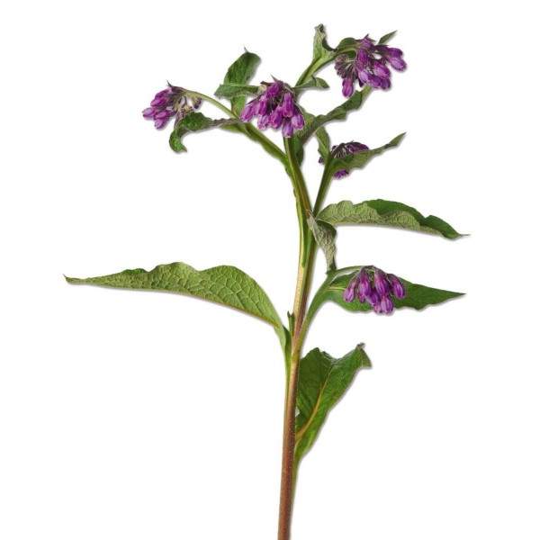 Окопник лекарственный