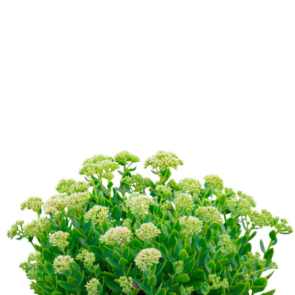 Очиток большой