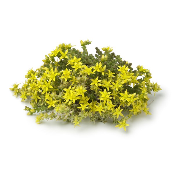 Очиток едкий