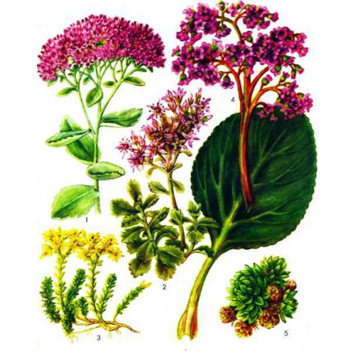 Очиток обыкновенный фото