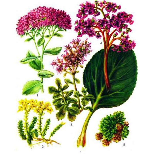 Очиток обыкновенный