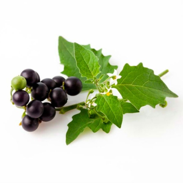 Паслён чёрный