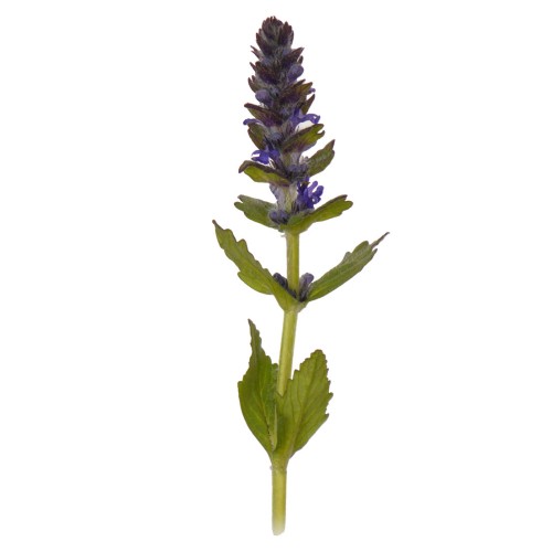 Живучка женевская фото