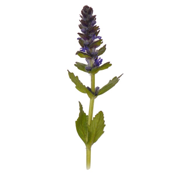 Живучка женевская