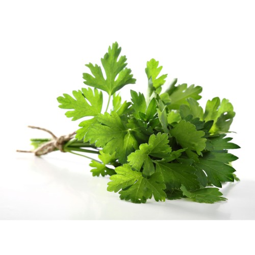Петрушка огородная фото