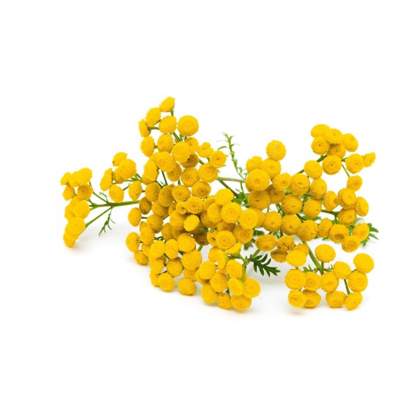 Пижма обыкновенная