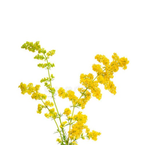 Подмаренник настоящий фото