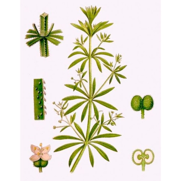 Подмаренник цепкий