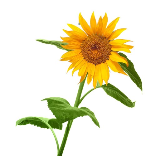 Подсолнечник обыкновенный фото