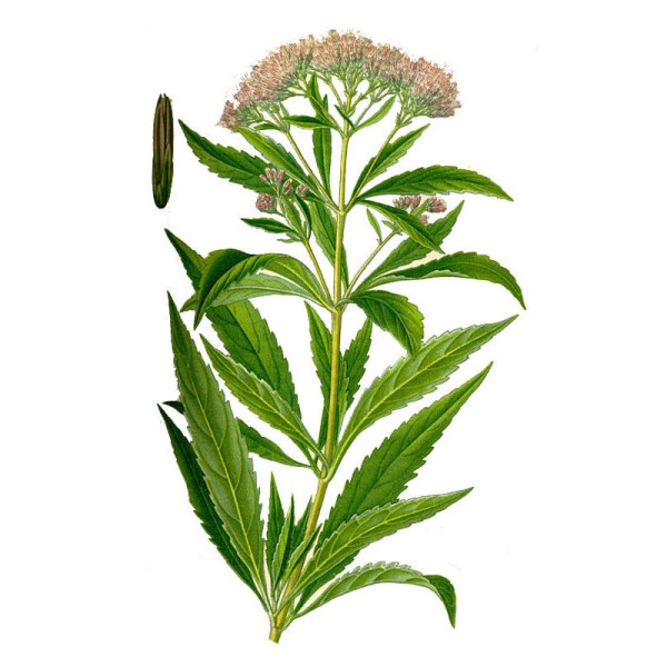 Посконник коноплевый