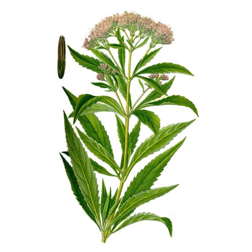 Посконник коноплевый фото