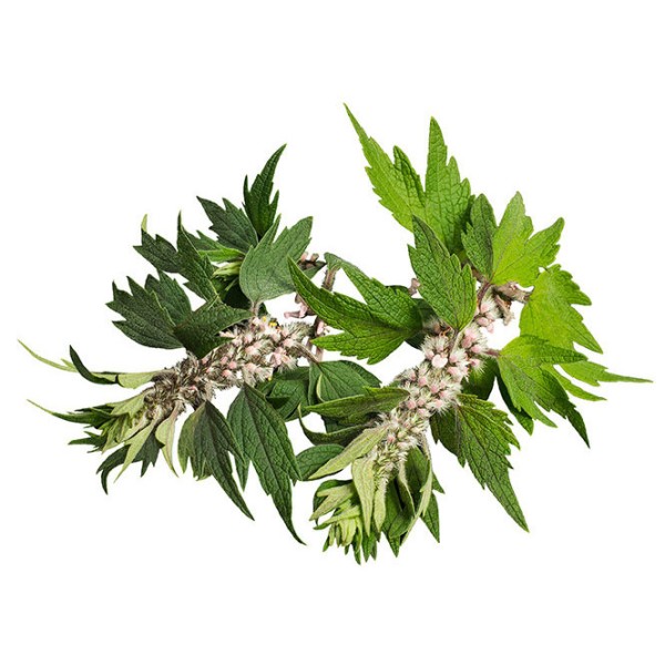 Пустырник пятилопастный