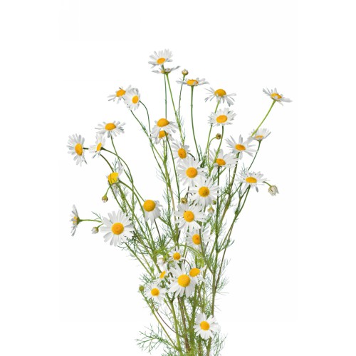 Ромашка аптечная фото