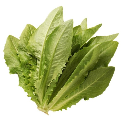 Салат посевной фото