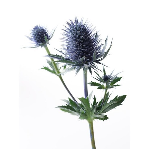 Синеголовник полосколистный фото