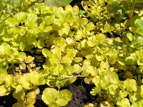 Вербейник монетчатый фото