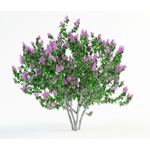 Сирень обыкновенная