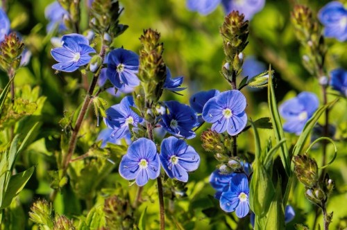 Вероника дубравная фото