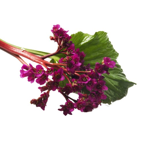 Бадан толстолистный фото