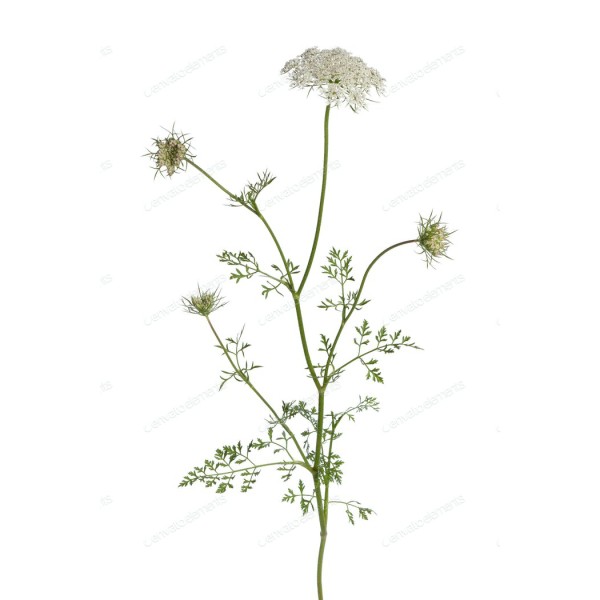 Морковь дикая