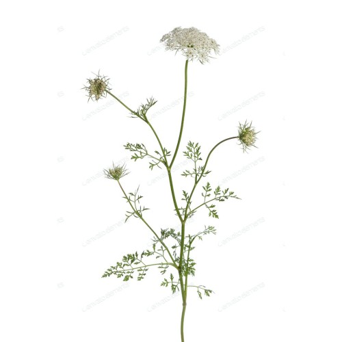 Морковь дикая фото