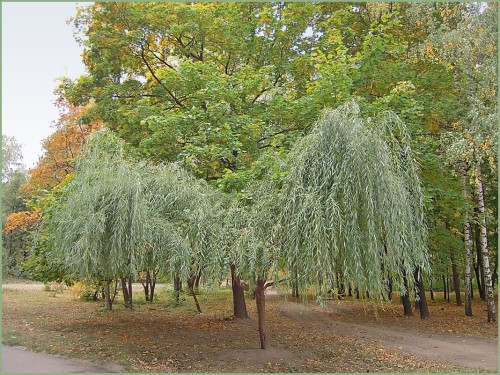 Ива белая фото